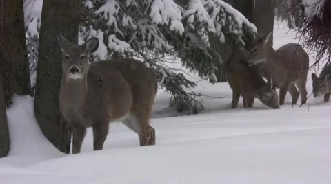 Whitetail Deer foraging in winter Stock Footage 1085173