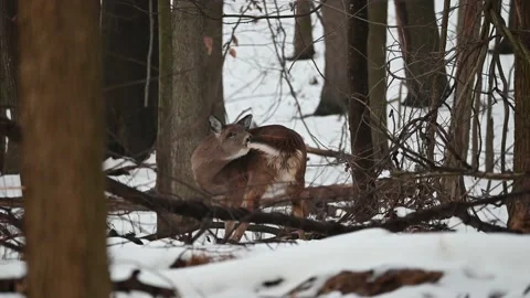 Whitetail Deer Grooming Stock Footage 145482034