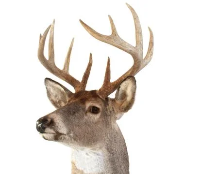 Whitetail deer head looking left Stock Photos