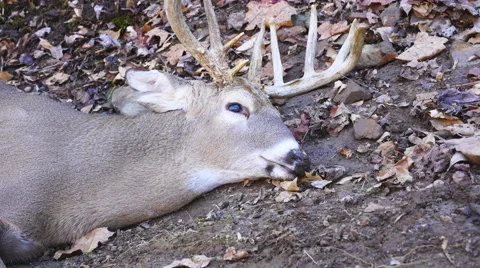 Whitetail Deer Hunter Stock Footage 57915094