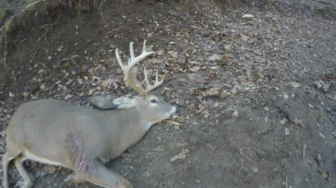 Whitetail Deer Hunter Stock Footage 57917659