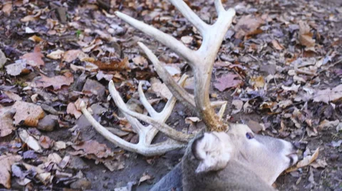 Whitetail Deer Hunter Vídeo Stock 57923742