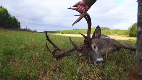 Whitetail Deer Hunter Stock Footage 81751314