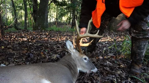 Whitetail Deer Hunter Stock Footage 119773907