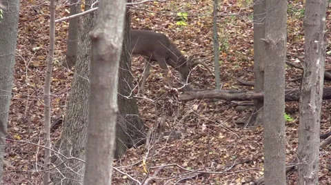 Whitetail deer monster 12 checking scrapes Video stock 59127911