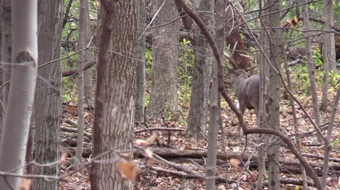Whitetail deer monster 12 checking scrapes Stock Footage 59127917
