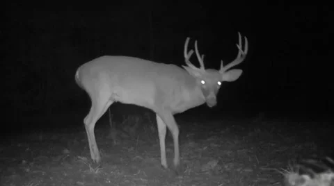 Whitetail Deer Night 스톡 동영상 43808631