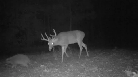 Whitetail Deer Night Stock Footage 43808797
