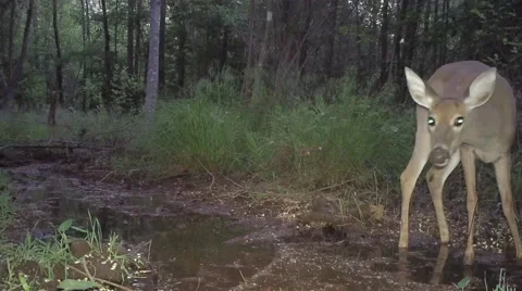 Whitetail Deer Night Video stock 62783624