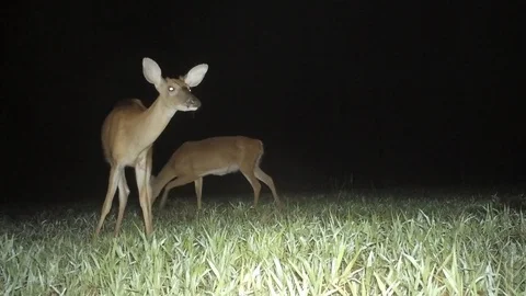 Whitetail Deer Night 動画素材 113093583