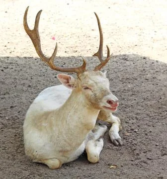 A whitetail deer Foto stock