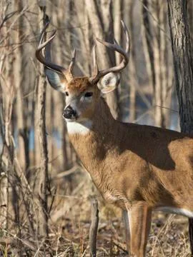 Whitetail Deer Stock-Fotos