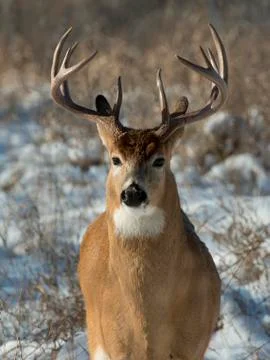 Whitetail Deer Stock Photos