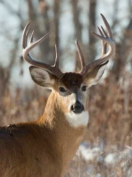 Whitetail Deer Stock Photos