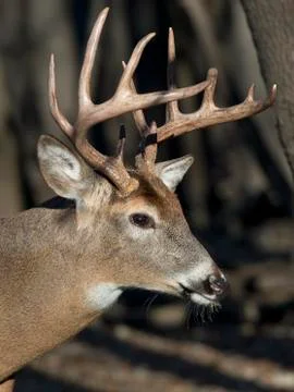 Whitetail Deer Stock Photos