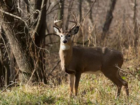 Whitetail Deer Stock Photos