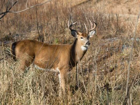 Whitetail Deer Stock Photos