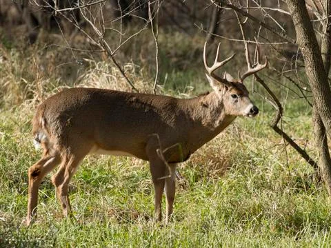 Whitetail Deer Stock Photos