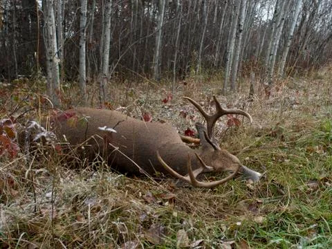 Whitetail Deer Stock Photos
