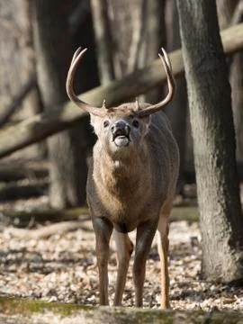 Whitetail Deer Stock Photos