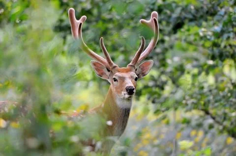 Whitetail deer Foto stock