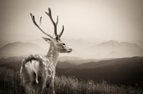 Whitetail Deer Stock-Fotos