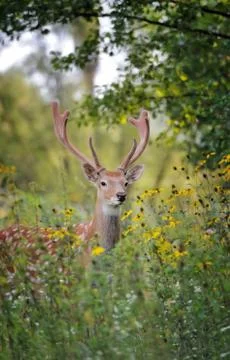 Whitetail Deer 写真素材