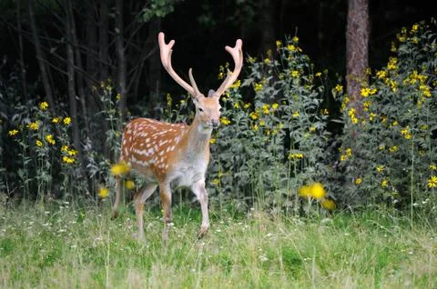 Whitetail Deer Stock-Fotos
