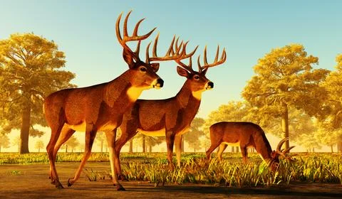 Whitetail Deer Rendezvous Stock Illustration