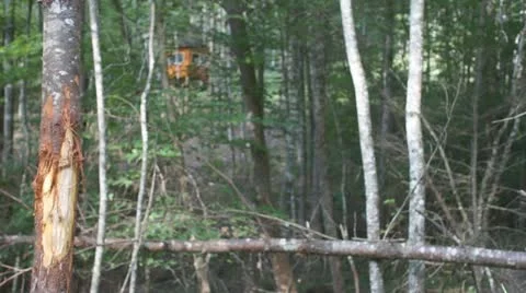 Whitetail Deer Rub Stock Footage 11858992