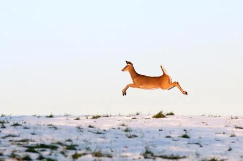 Whitetail deer on the run Stock Photos