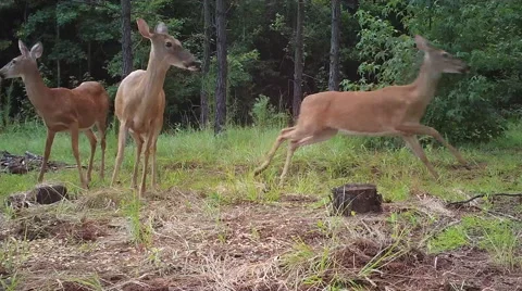 Whitetail Deer Scared 스톡 동영상 53851585