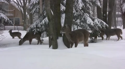 Whitetail Deer shakes off snow Video stock 1085183