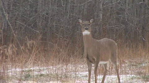 Whitetail Deer  Snort Stock Footage 863675