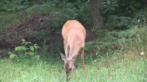 Whitetail deer in spring Stock Footage 18039873