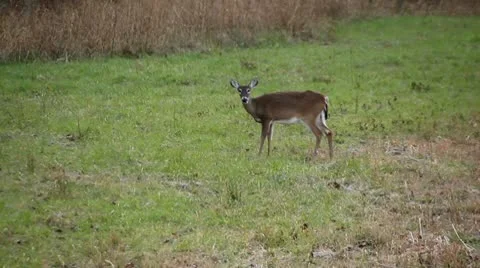 Whitetail deer standing in field Stock Footage 8972111
