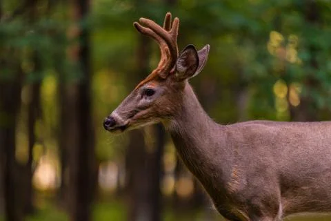 Whitetail Deer in Summer Forest Stock Photos