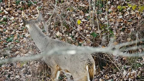 Whitetail Deer In The Woods Stock Footage 231824071