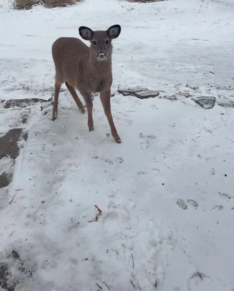 Whitetail Doe Alert and Observant Before Leaving Scene Stock Footage 325529322