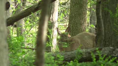 Whitetail doe and button buck in forest Stock Footage 62926022