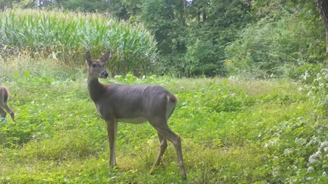 Whitetail doe deer cautiously looking around while standing in a plot of Vídeos de archivo 228902299