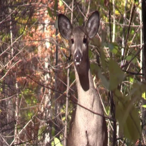 Whitetail doe deer closeup playing peekaboo Stock Footage 69526786
