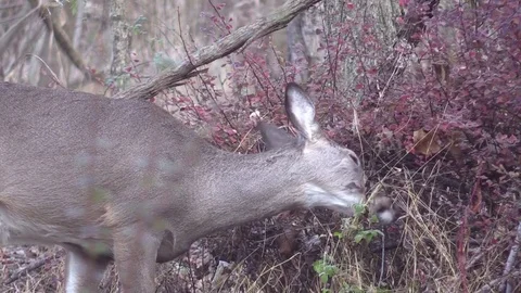 Whitetail doe deer eating red berries forest morning Stock Footage 70029534