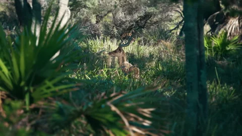 Whitetail Doe Deer Stomping and Snorting in the wild. Stock Footage 294637895