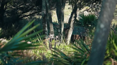 Whitetail Doe Deer Stomping and Snorting in the wild. Video stock 294638155