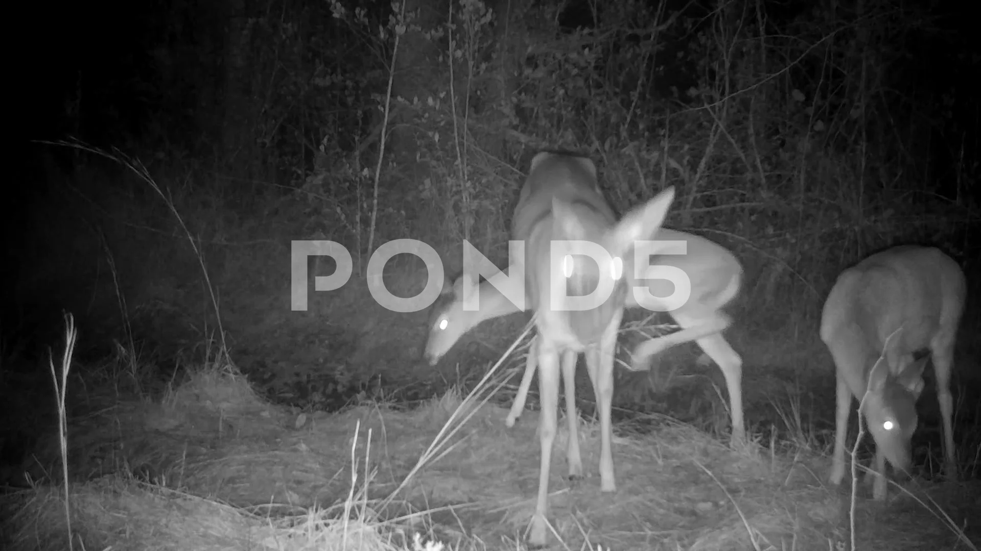 Whitetail doe deer walking at night on Stock Video Pond5