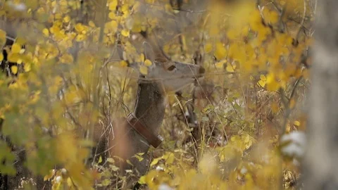 Whitetail Doe Eating Stock Footage 101033297