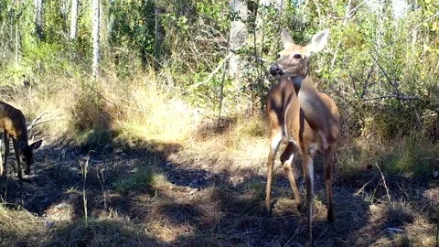 Whitetail doe looking around with her fawn walking in behind her Stock Footage 143784955