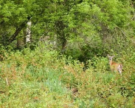 Whitetail doe Stock Photos