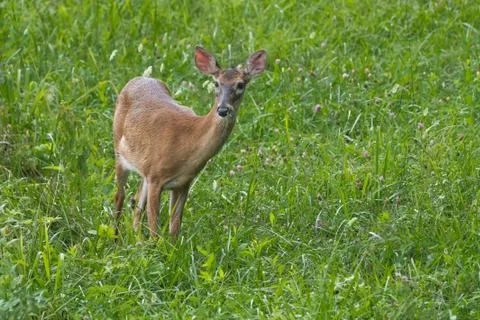 Whitetail Doe Stock Photos